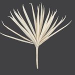 ΦΥΛΛΩΜΑ ΙΒΟΥΑΡ ALC90598