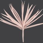 ΦΥΛΛΩΜΑ ΣΑΠΙΟ ΜΗΛΟ